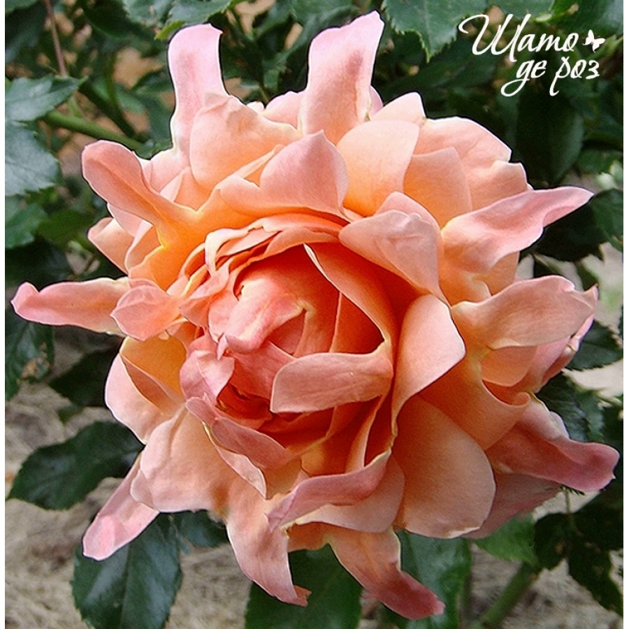 Ruffles Dream (Раффлс Дрим)