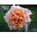 Ruffles Dream (Раффлс Дрим)
