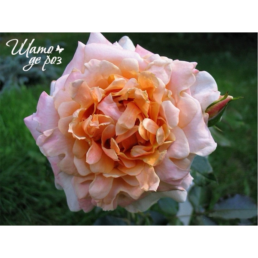 Ruffles Dream (Раффлс Дрим)-foto2