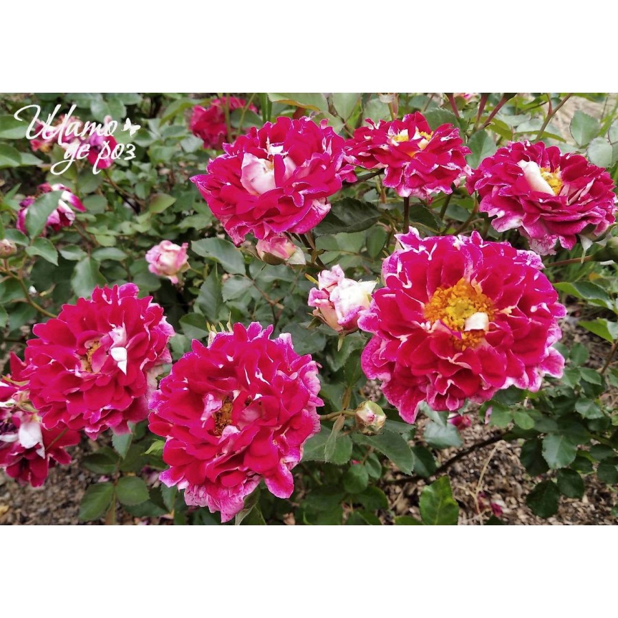 Sparkling Ruffles (Спарклин Раффлз)-foto3