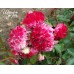Sparkling Ruffles (Спарклин Раффлз)