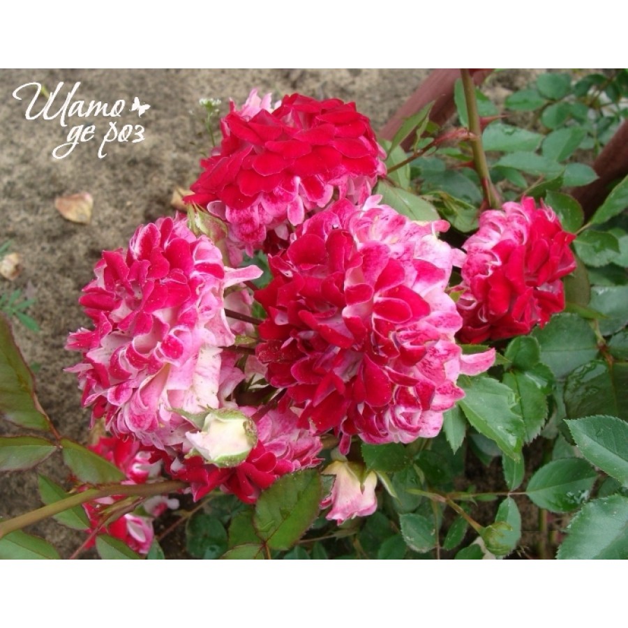 Sparkling Ruffles (Спарклин Раффлз)-foto2
