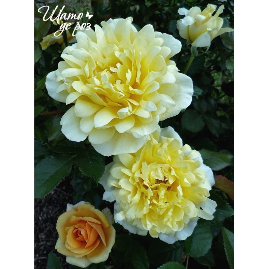 Splendid Ruffles (Сплендид Раффлз)-foto2