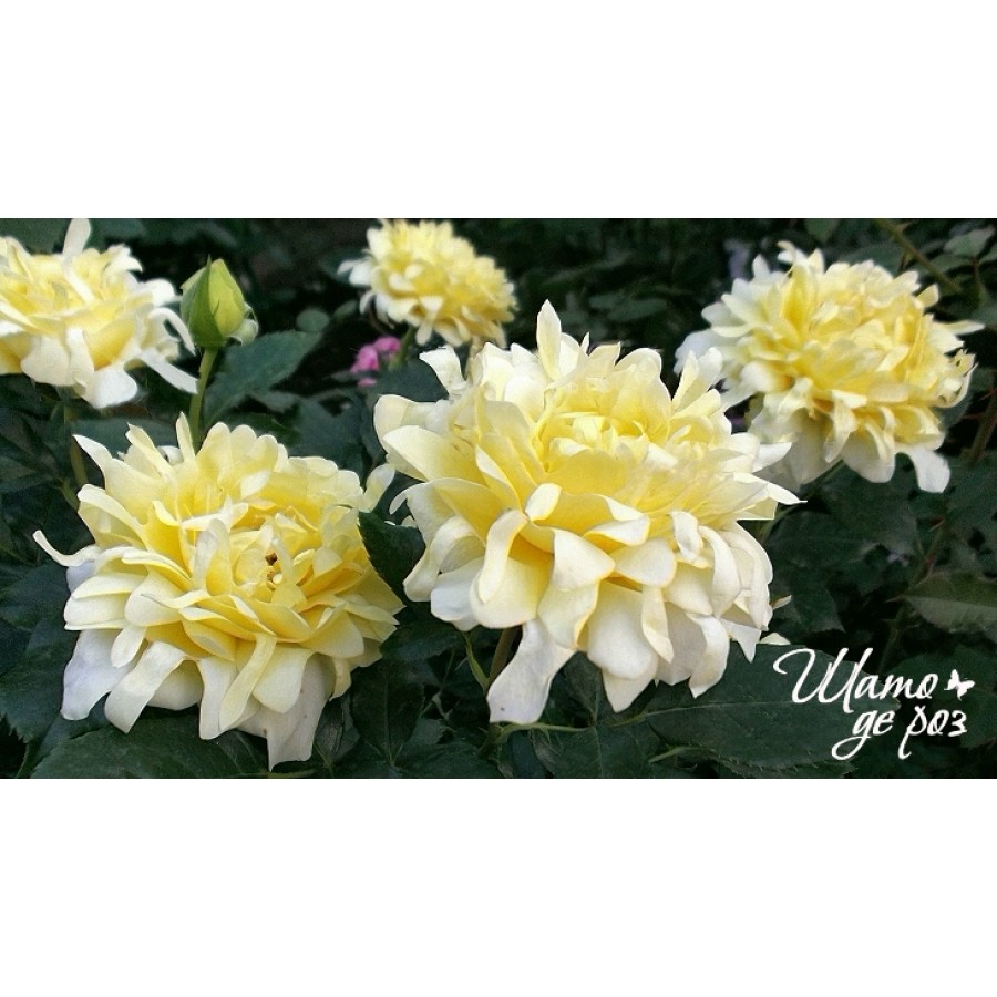 Splendid Ruffles (Сплендид Раффлз)-foto3