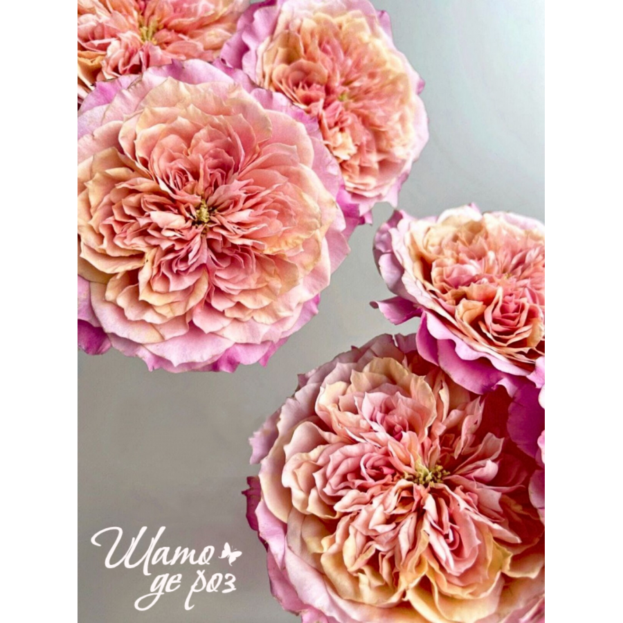 Miyabi Cha (Мияби Ча)-foto3