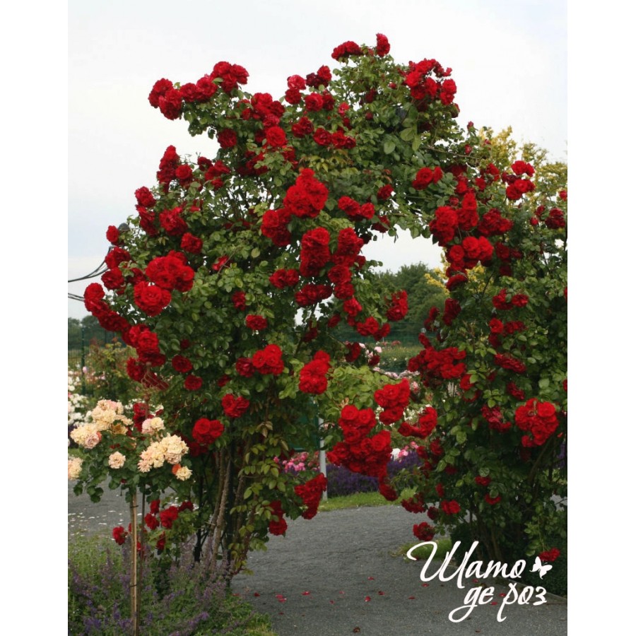 Amadeus (Амадеус)-foto2