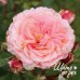 Amaretto (Амаретто)