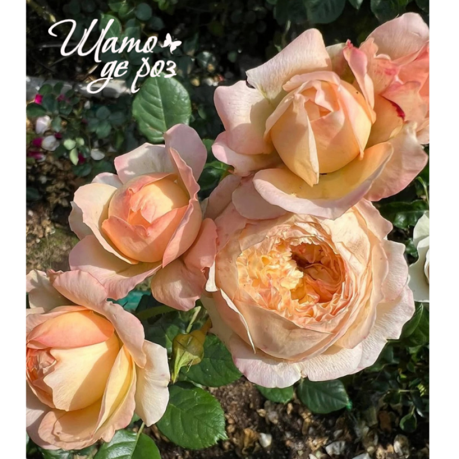 Apricot Sky (Эприкот Скай)-foto2