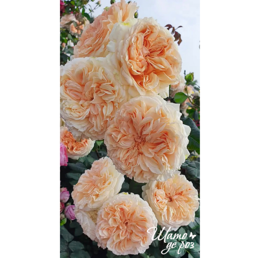 Apricot Sky (Эприкот Скай)-foto3