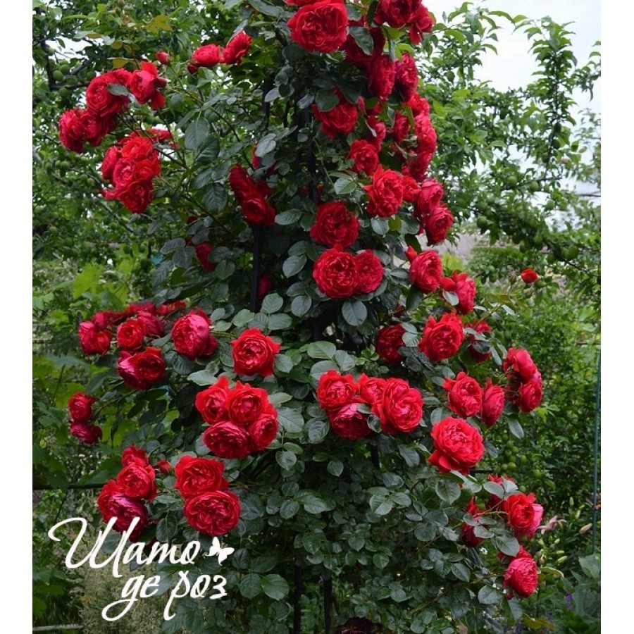 Florentina (Флорентина)-foto2