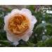Ginger Syllabub (Джинджер Силлабаб)