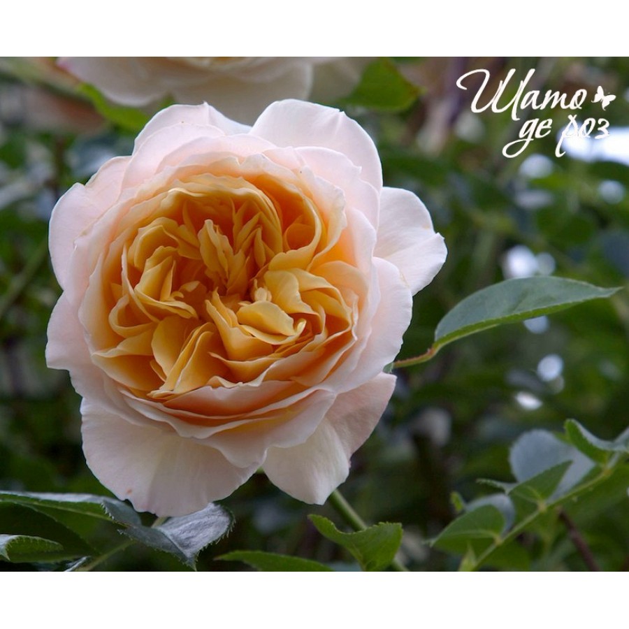Ginger Syllabub (Джинджер Силлабаб)-foto2