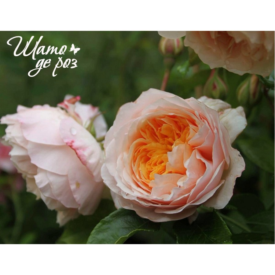 Ginger Syllabub (Джинджер Силлабаб)-foto3