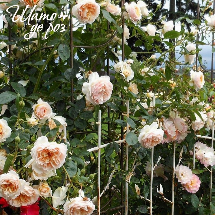 Ginger Syllabub (Джинджер Силлабаб)-foto4