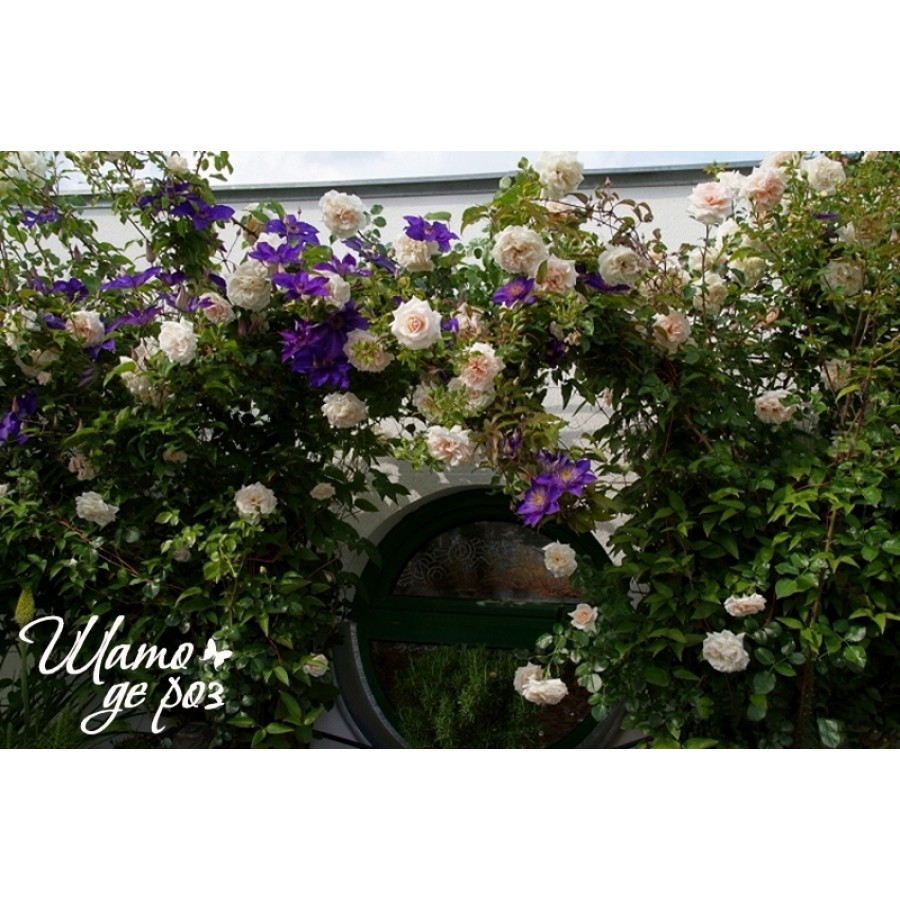 Penny Lane (Пенни Лэйн)-foto3