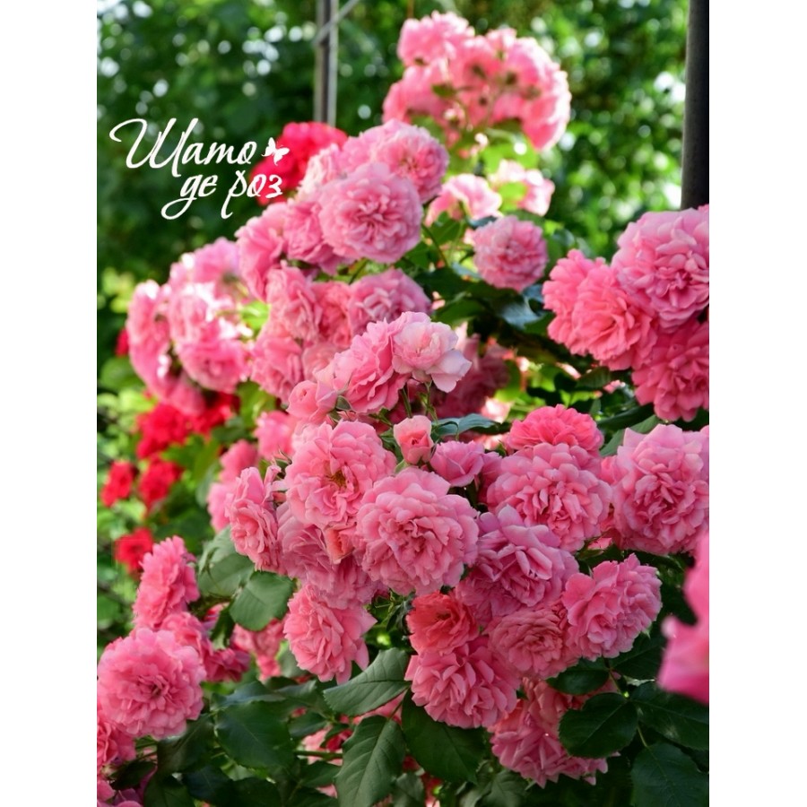 Rosarium Uetersen (Розариум Ютерзен)-foto2