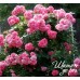 Rosarium Uetersen (Розариум Ютерзен)