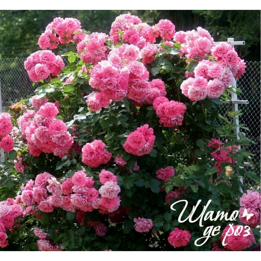 Rosarium Uetersen (Розариум Ютерзен)-foto3