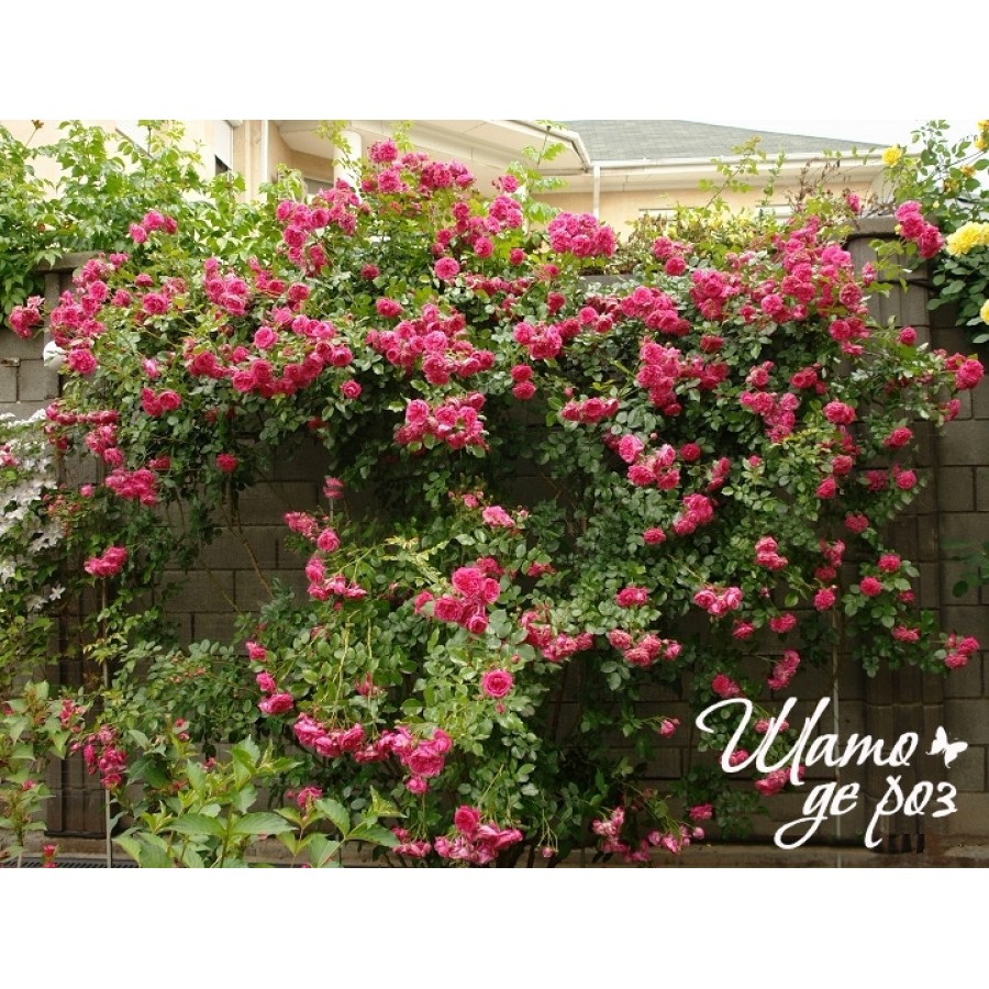 Rosarium Uetersen (Розариум Ютерзен)-foto4