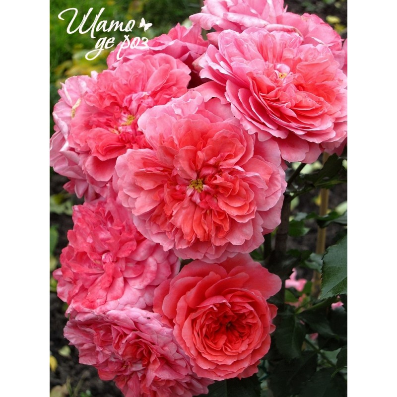 Rosarium Uetersen (Розариум Ютерзен)