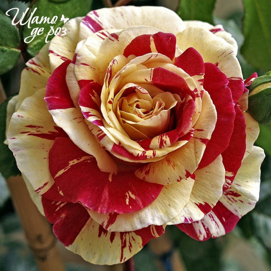 Vanille Fraise (Ваниль Фрейз)