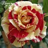 Vanille Fraise (Ваниль Фрейз)