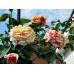 Vanille Fraise (Ваниль Фрейз)