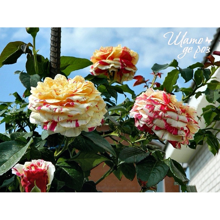Vanille Fraise (Ваниль Фрейз)-foto2