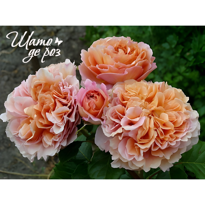 Belle d'Anjou (Бель д'Анжу)