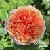 Belle d'Anjou (Бель д'Анжу)