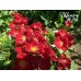 Bienenweide Rot (Биненвайде Рот)