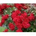 Roter Korsar (Ротер Корсар)