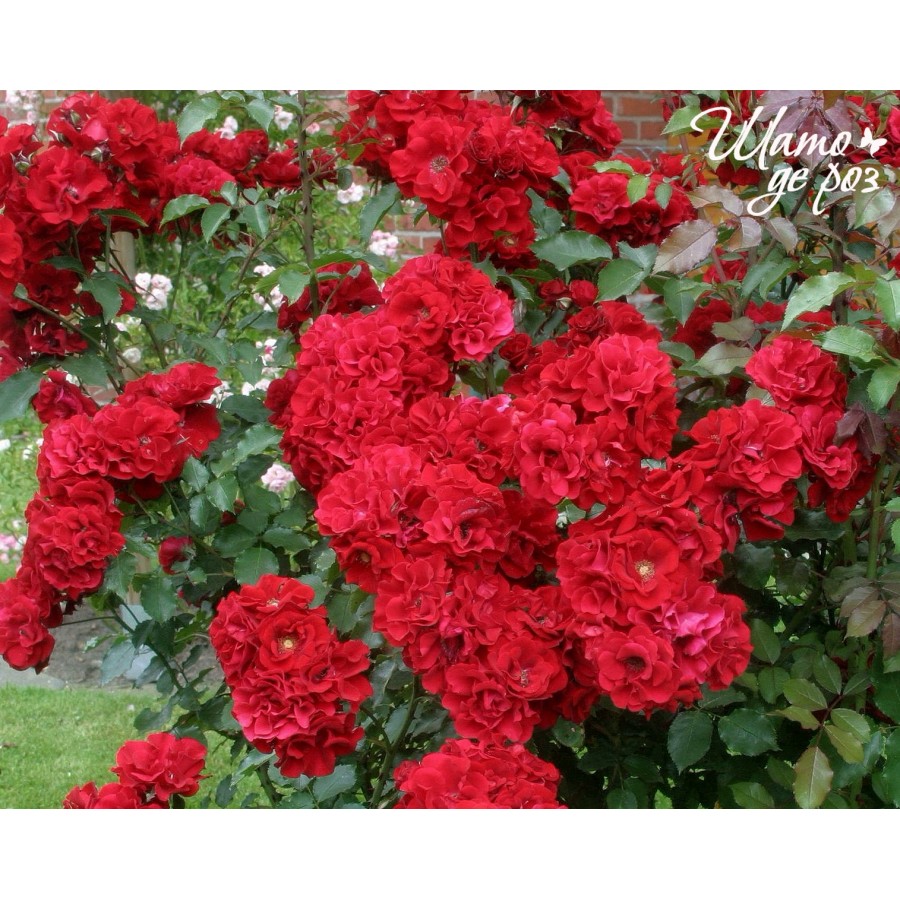 Roter Korsar (Ротер Корсар)-foto3