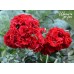 Roter Korsar (Ротер Корсар)