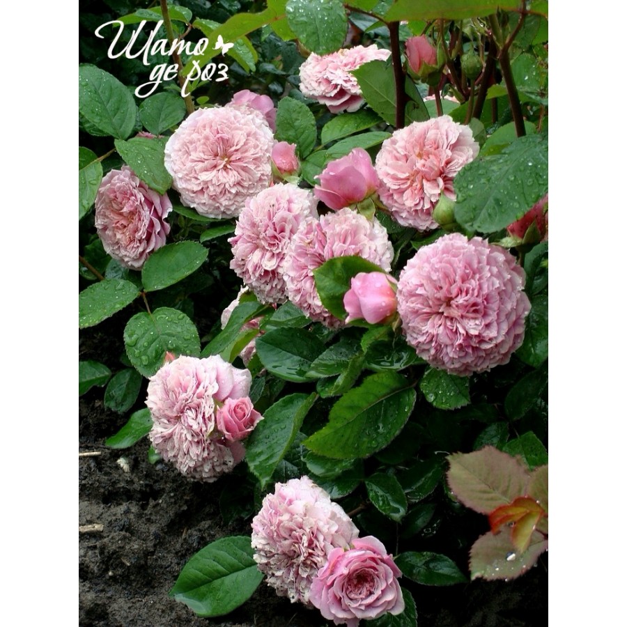 William Christie (Уильям Кристи)-foto2