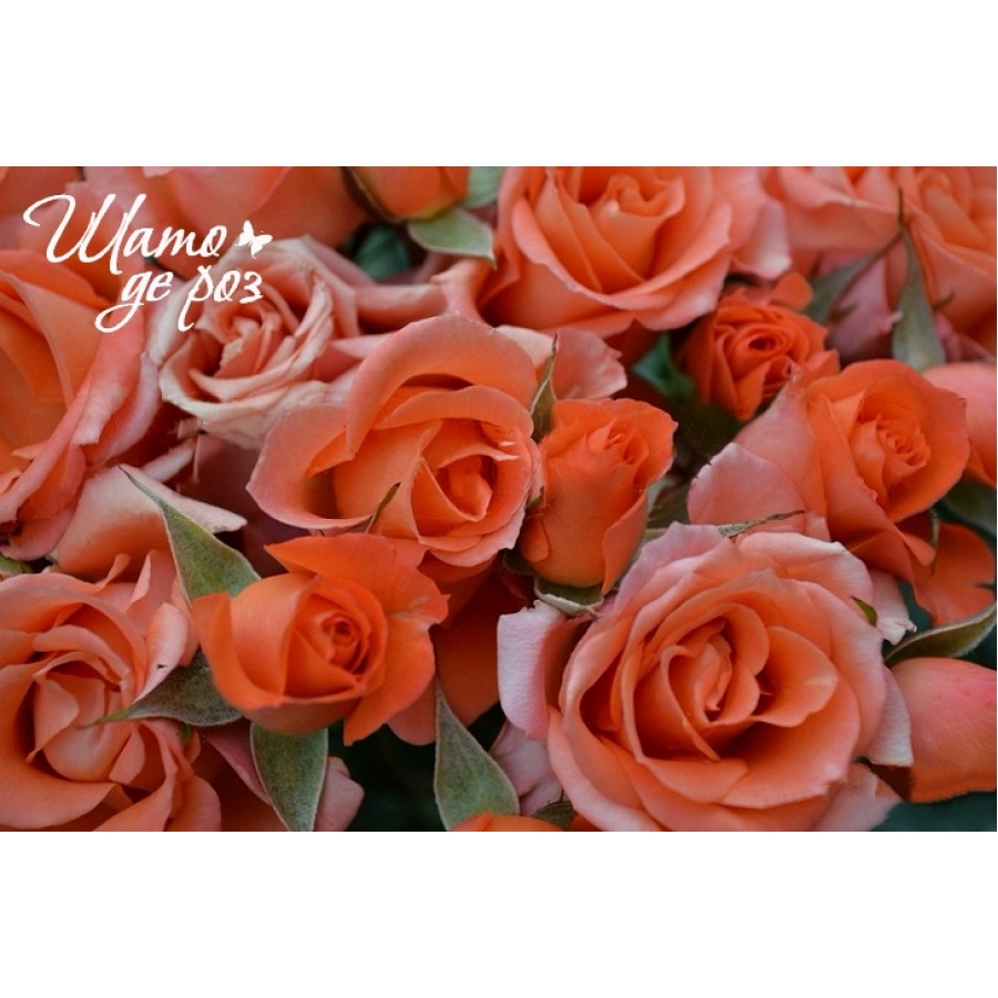 Alegria (Алегрия)-foto3