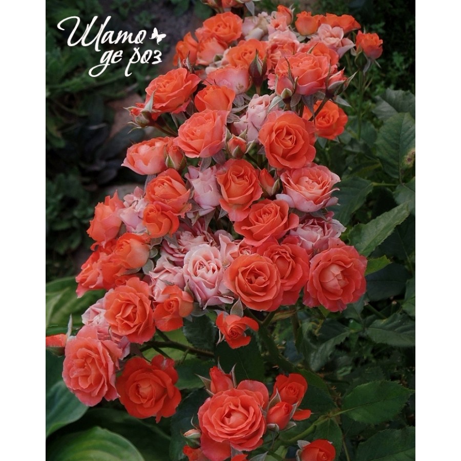 Alegria (Алегрия)-foto2