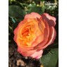 Baby Romantica (Бэби Романтика)