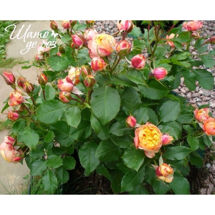Baby Romantica (Бэби Романтика)-foto3