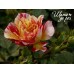 Bigoudi  (Бигуди)