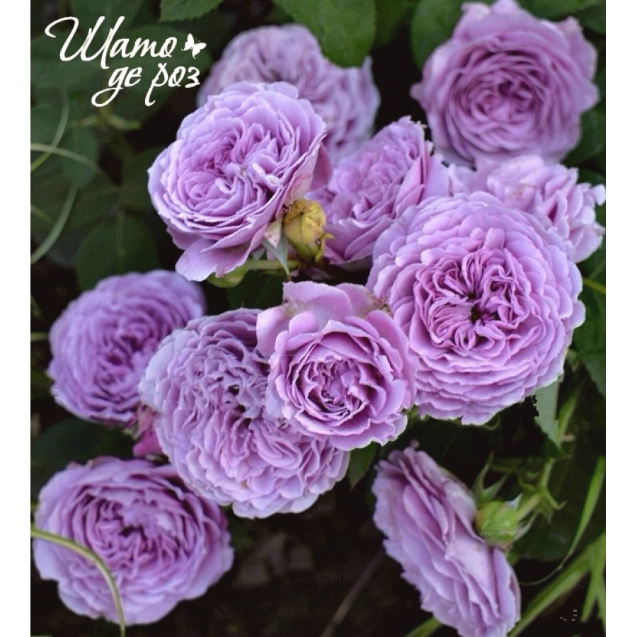 Lavender Ice (Лавендер Айс)