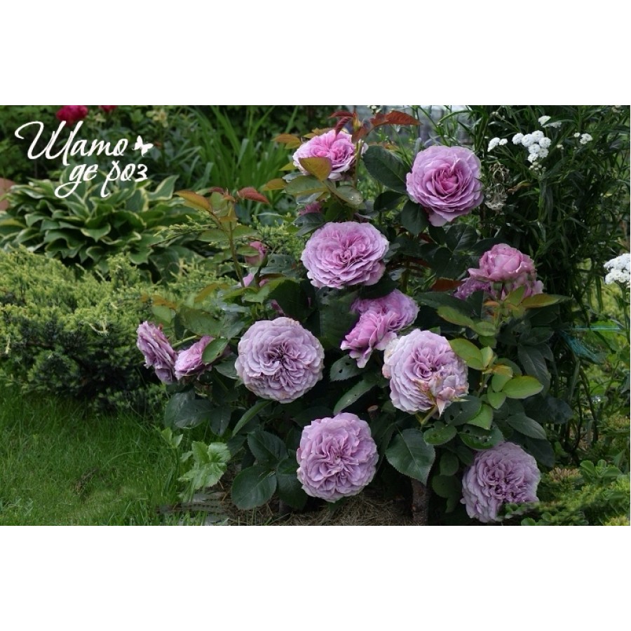 Lavender Ice (Лавендер Айс)-foto4