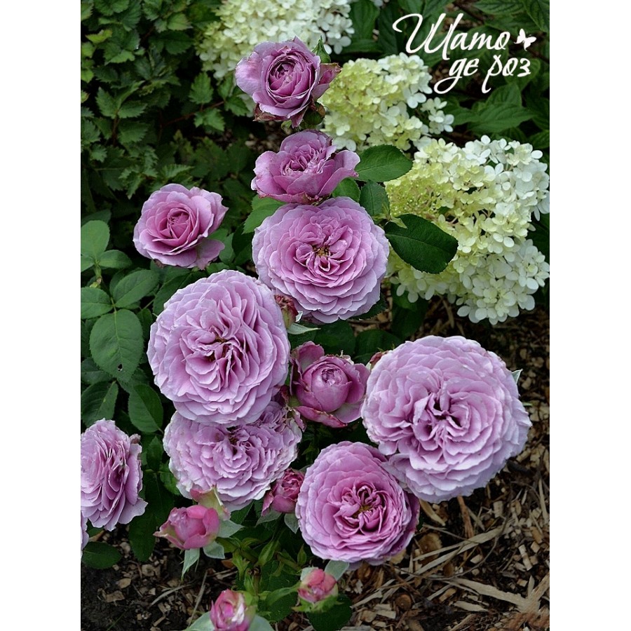 Lavender Ice (Лавендер Айс)-foto2