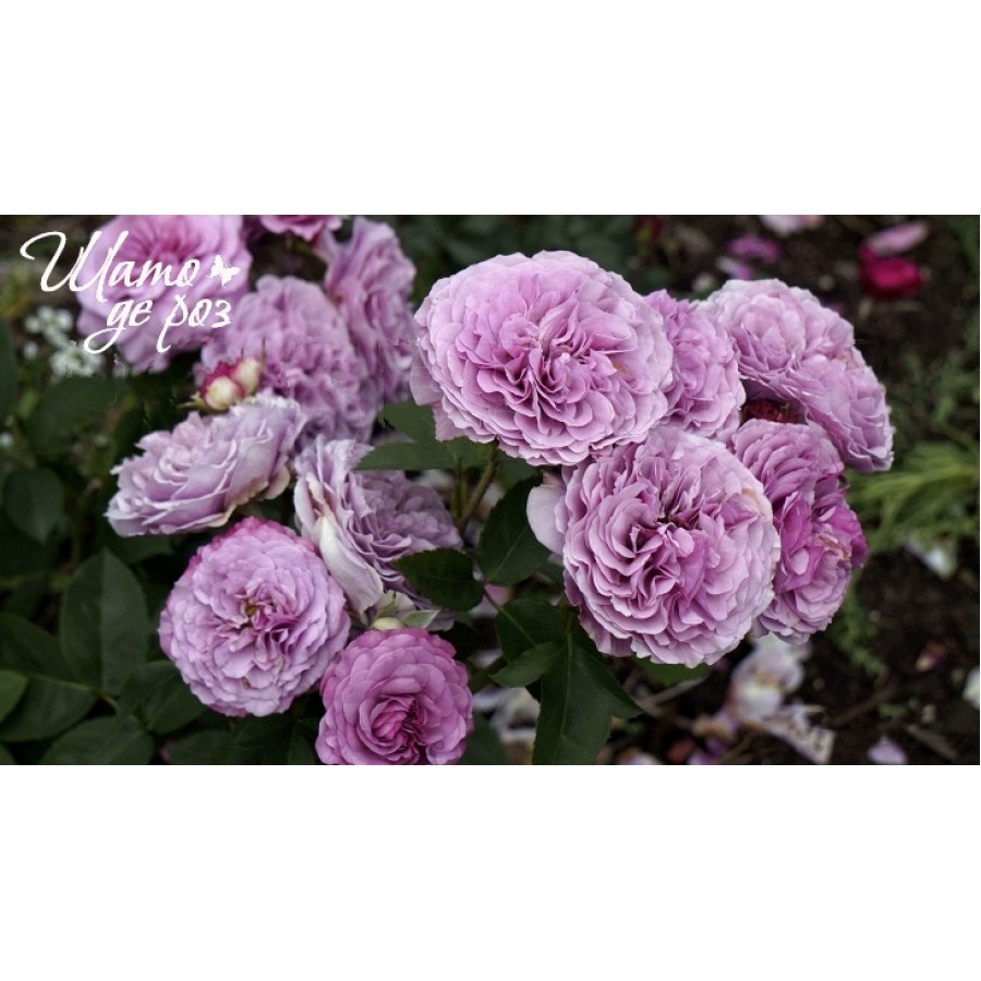Lavender Ice (Лавендер Айс)-foto3
