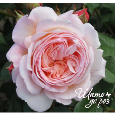 A Shropshire Lad (Э Шропшир Лед)-foto3
