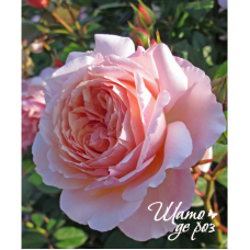 A Shropshire Lad (Э Шропшир Лед)-foto2