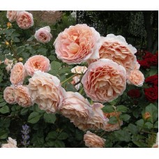 Abraham Darby (Абрахам Дерби)-foto3