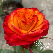 Acapulco Orange (Акапулько Оранж)