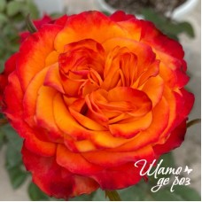 Acapulco Orange (Акапулько Оранж)-foto3