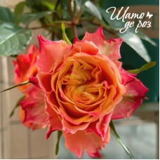 Acapulco Orange (Акапулько Оранж)-foto2